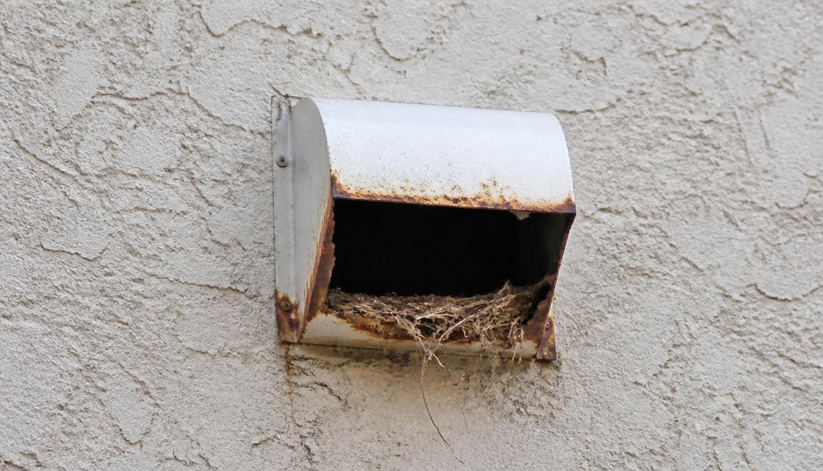 Rusted exterior dryer vent cap with a missing flap and bird nesting material on an older Empire home.